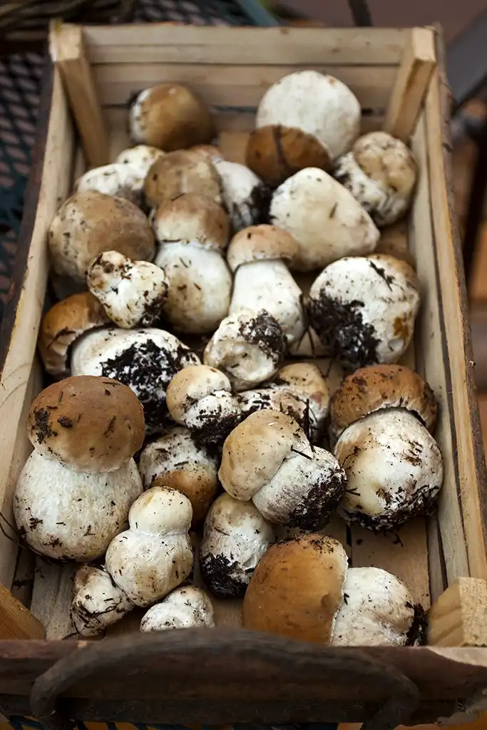 Прясна Манатарка